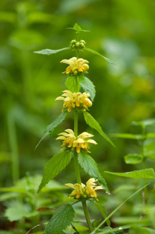 Lamium galeobdolon