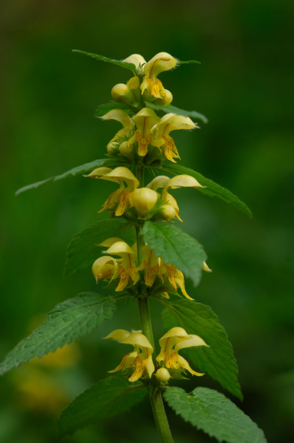 Lamium galeobdolon – Image 2