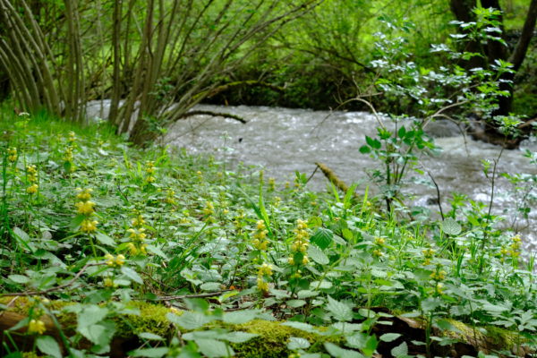 Lamium galeobdolon – Image 4