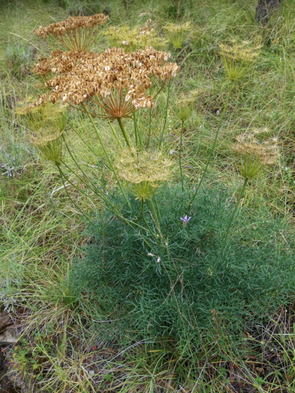 Laserpitium gallicum – Image 2