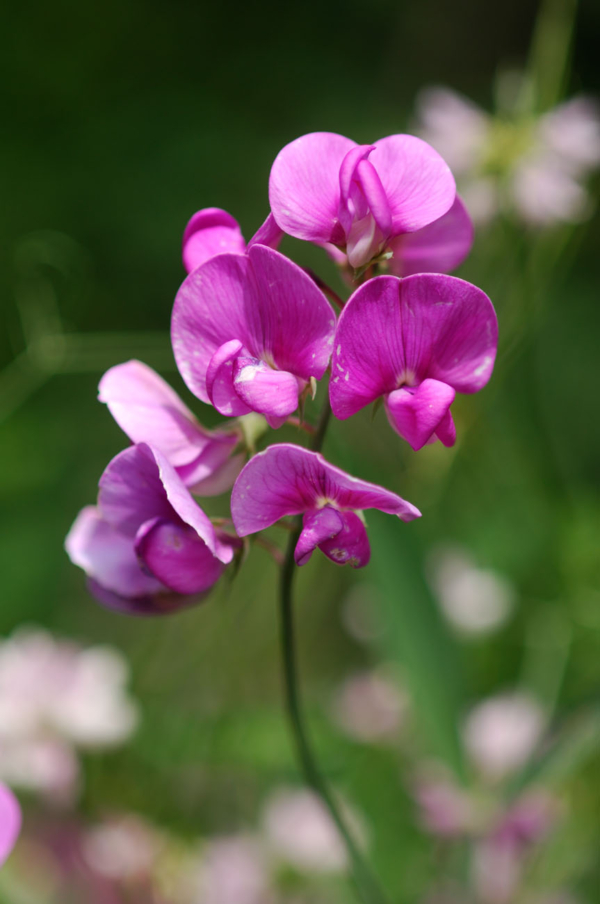 Lathyrus latifolius – Image 2