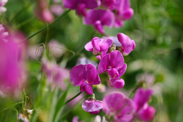 Lathyrus latifolius – Image 4