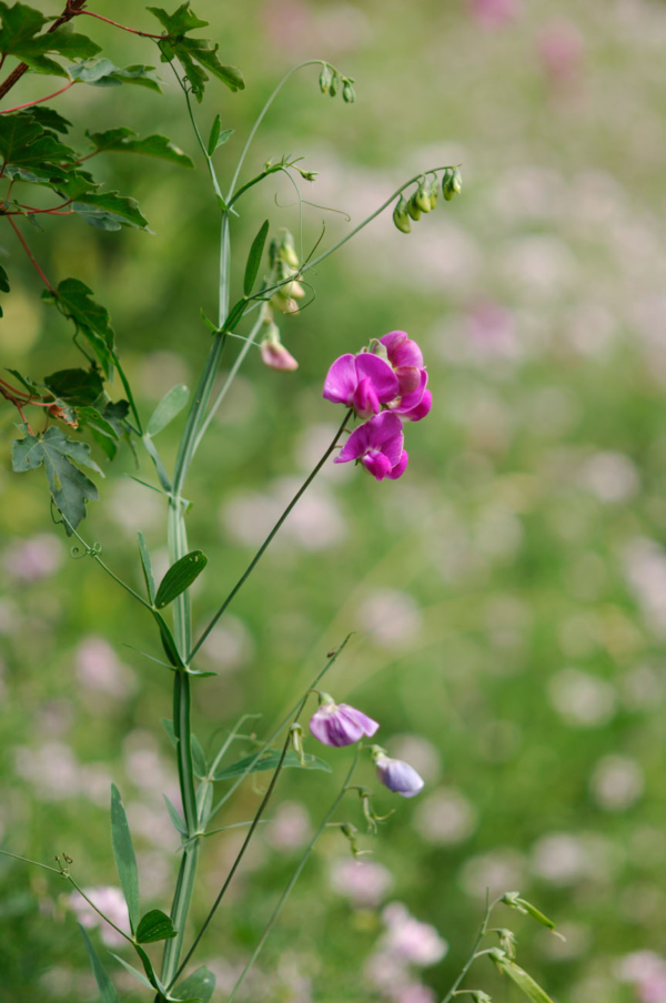 Lathyrus latifolius – Image 7