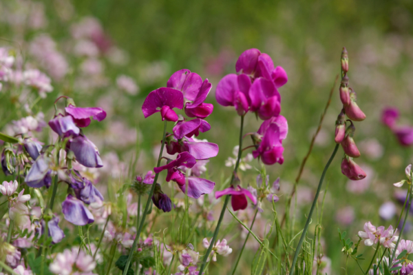 Lathyrus latifolius