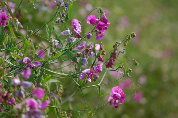 Lathyrus latifolius – Image 6