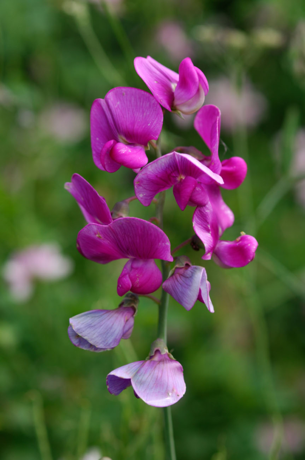 Lathyrus latifolius – Image 3