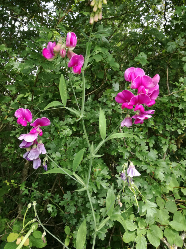 Lathyrus latifolius – Image 5