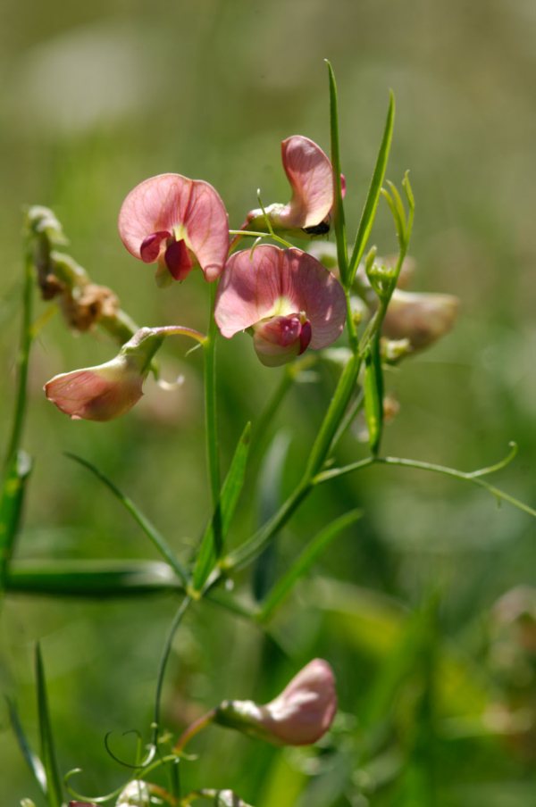 Lathyrus sylvestris – Image 3