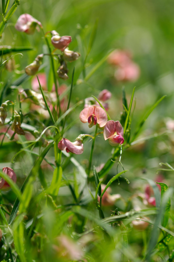 Lathyrus sylvestris – Image 2