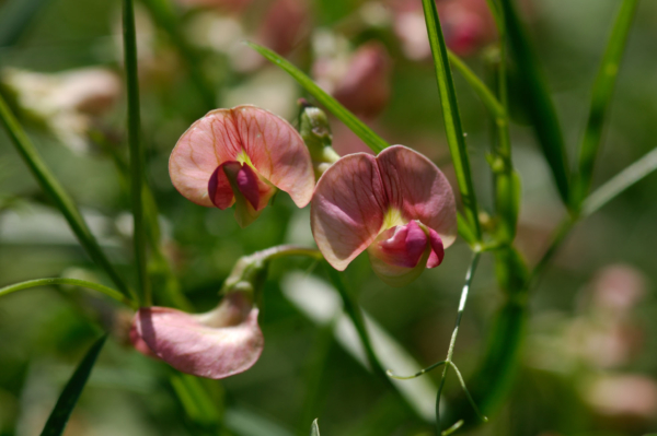 Lathyrus sylvestris