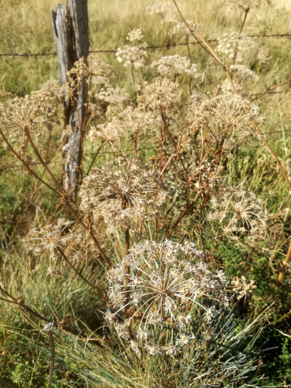 Libanotis pyrenaica – Image 5