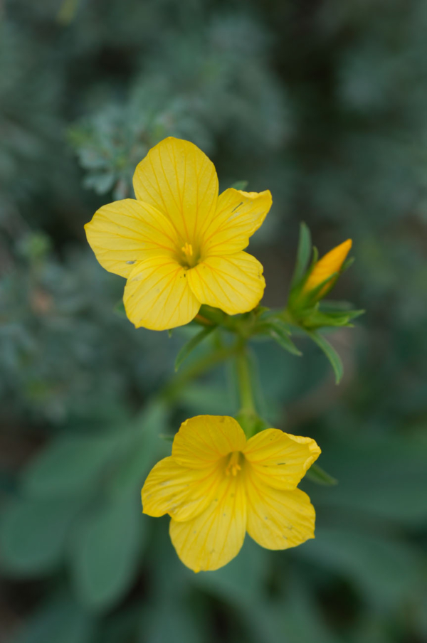 Linum campanulatum – Image 3