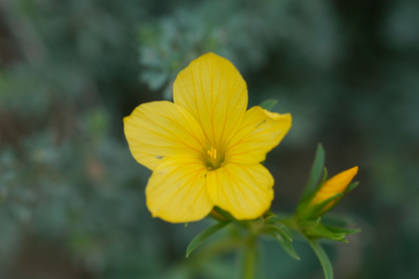 Linum campanulatum