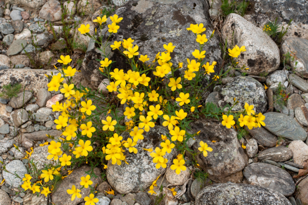 Linum campanulatum – Image 2