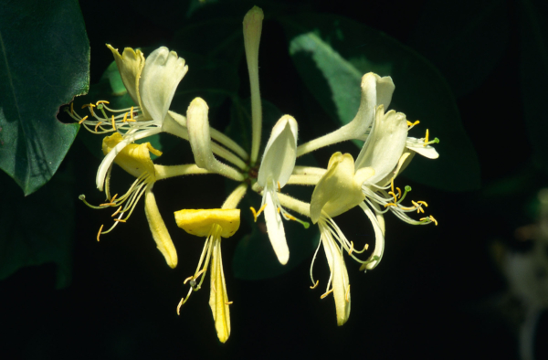 Lonicera periclymenum