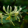 Lonicera periclymenum – Image 4