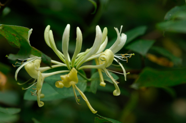 Lonicera periclymenum – Image 4