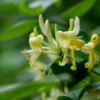 Lonicera periclymenum – Image 3