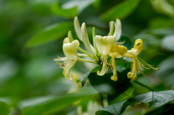 Lonicera periclymenum – Image 3