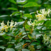 Lonicera periclymenum – Image 2