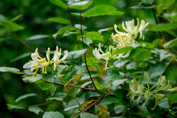 Lonicera periclymenum – Image 2