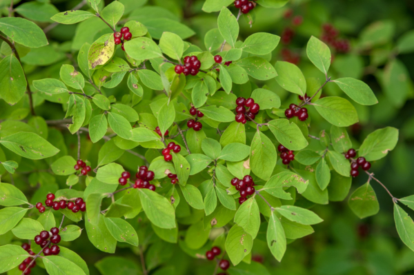 Lonicera xylosteum