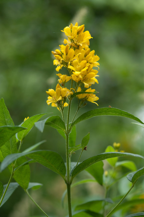 Lysimachia vulgaris – Image 2