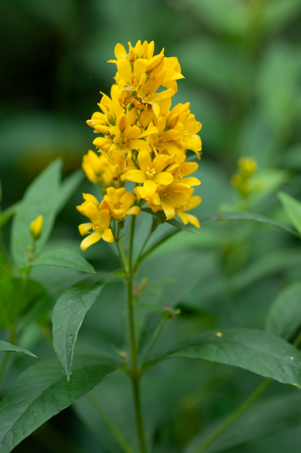 Lysimachia vulgaris