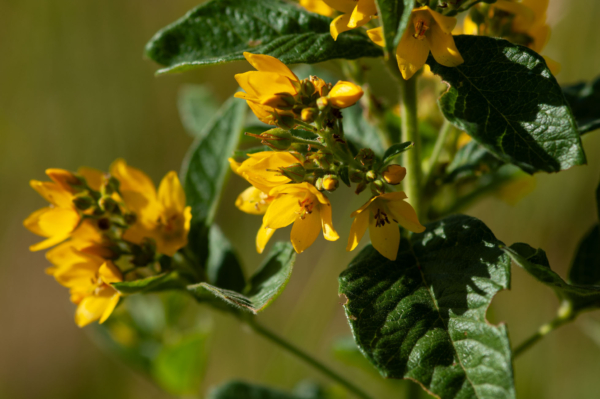 Lysimachia vulgaris – Image 4