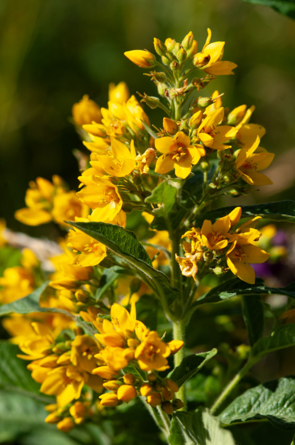 Lysimachia vulgaris – Image 3