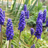 Muscari neglectum