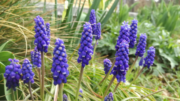 Muscari neglectum