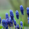 Muscari neglectum – Image 2