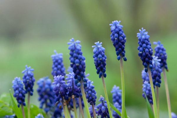 Muscari neglectum – Image 2