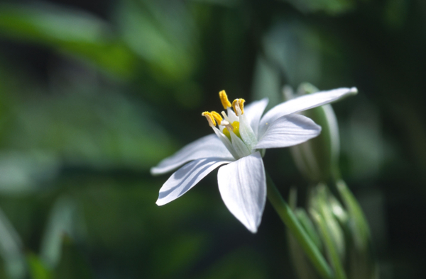 Ornithogalum umbellatum