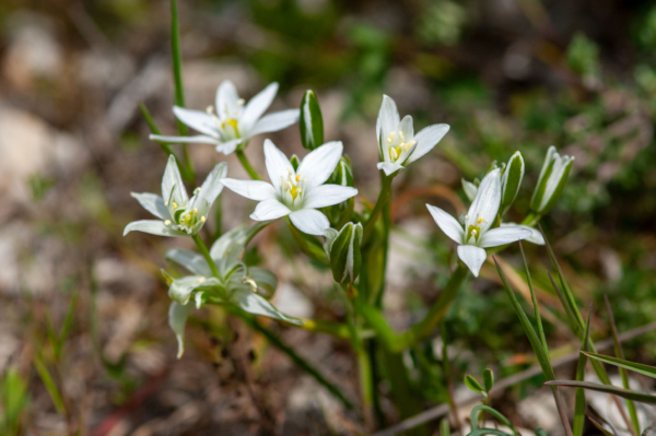 Ornithogalum umbellatum – Image 2