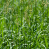 Phalaris arundinacea – Image 4