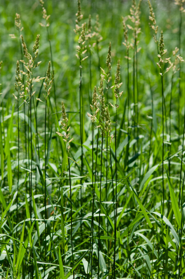 Phalaris arundinacea – Image 4