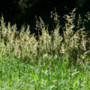 Phalaris arundinacea – Image 3
