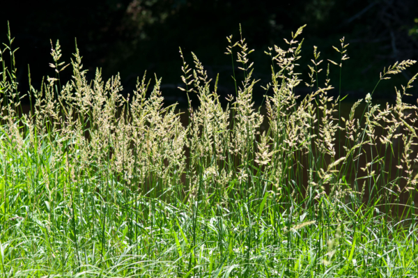 Phalaris arundinacea – Image 3