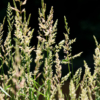 Phalaris arundinacea
