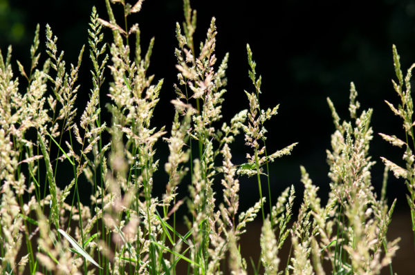 Phalaris arundinacea