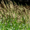 Phalaris arundinacea – Image 2