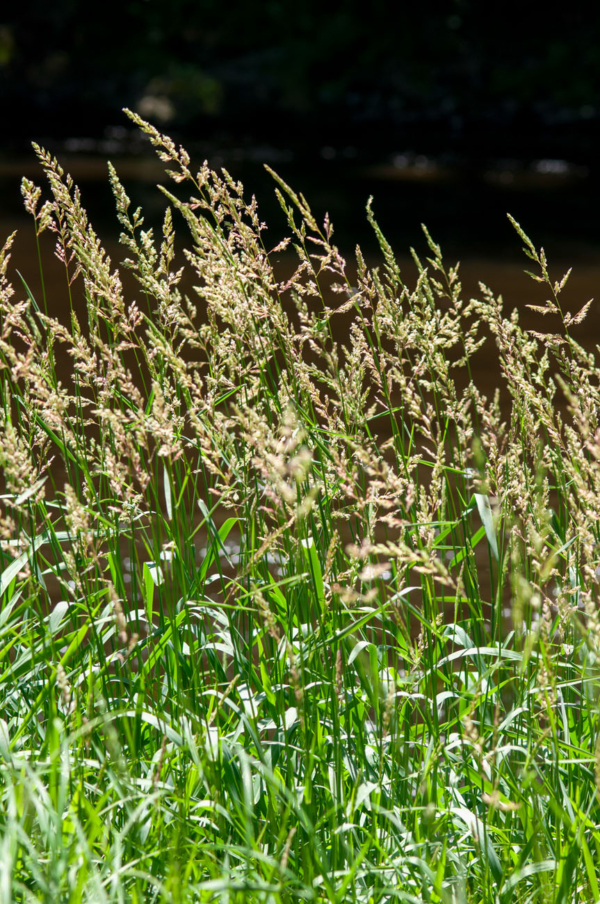 Phalaris arundinacea – Image 2