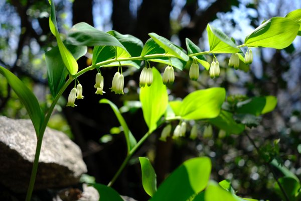 Polygonatum odoratum