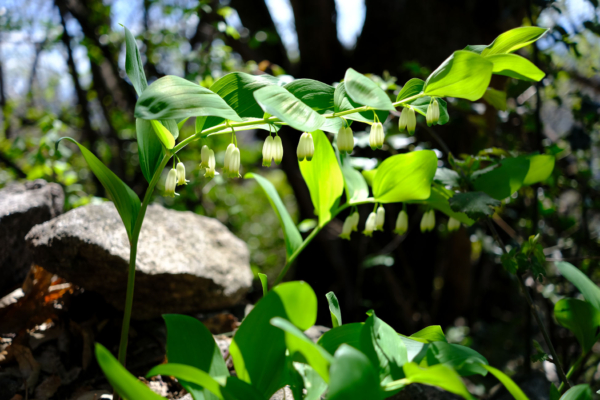 Polygonatum odoratum – Image 2