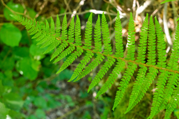 Polystichum setiferum – Image 3