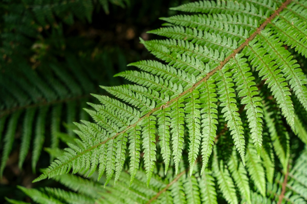 Polystichum setiferum – Image 2