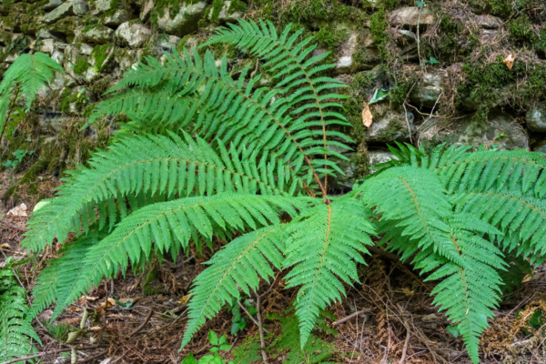 Polystichum setiferum