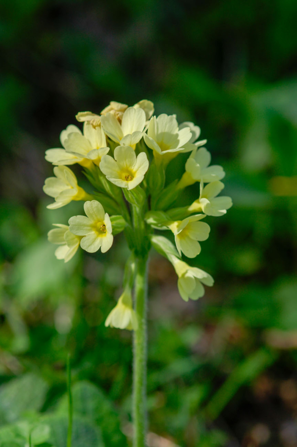 Primula elatior